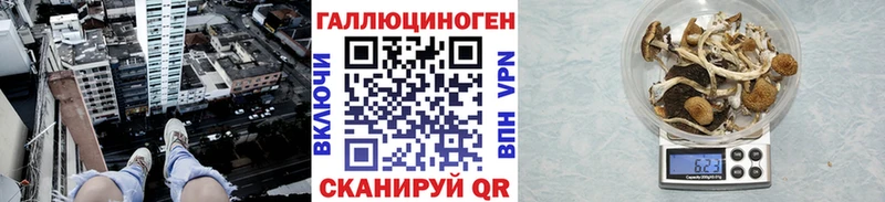 Галлюциногенные грибы Psilocybine cubensis  Махачкала 